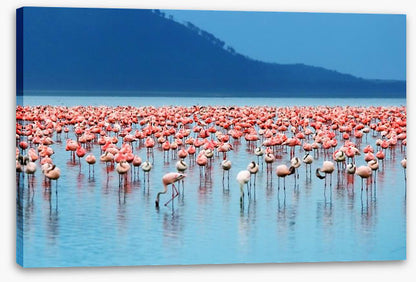 Flamingo lake
