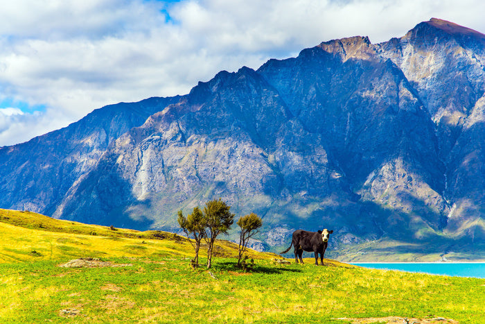 New Zealand