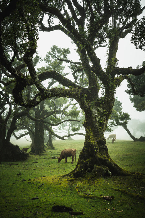 Trees