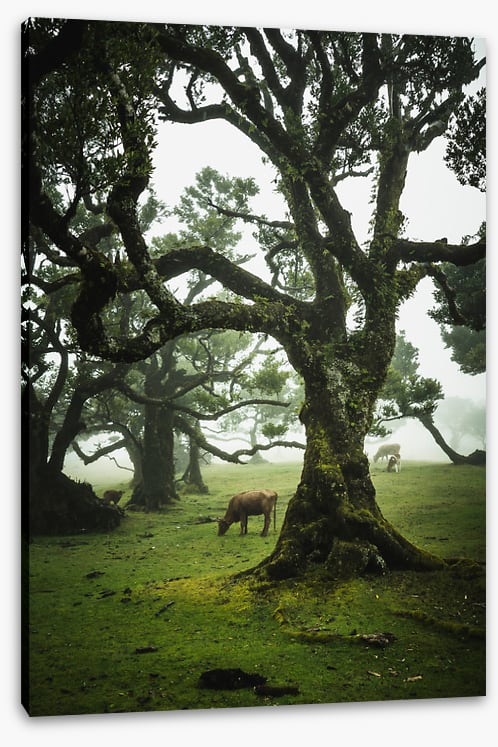 Trees