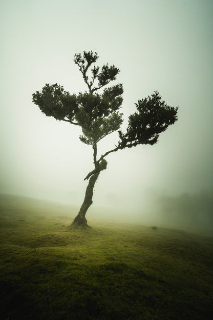 Trees