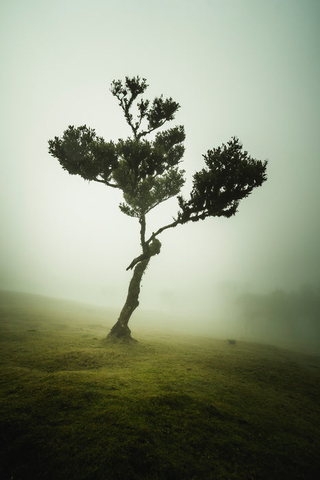 Trees