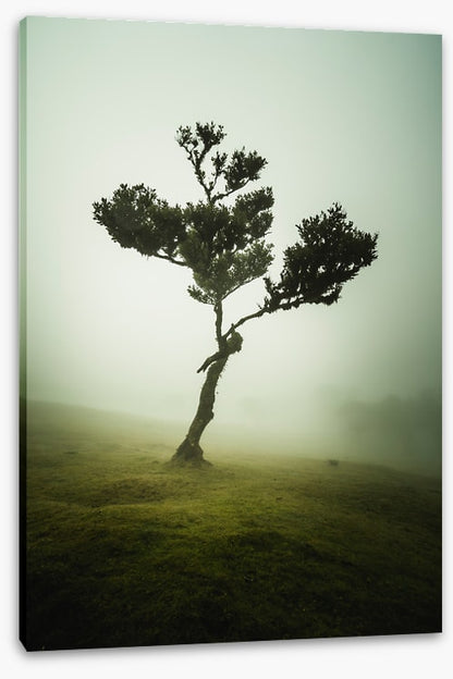 Trees