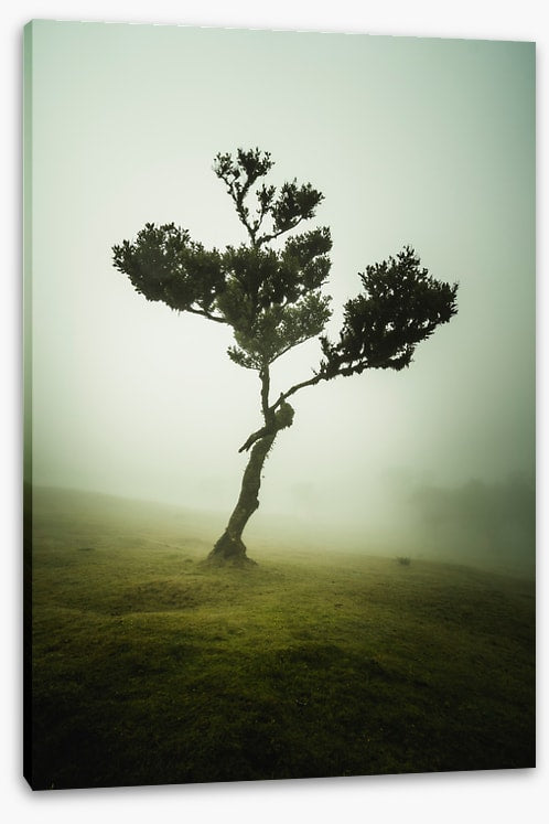 Trees