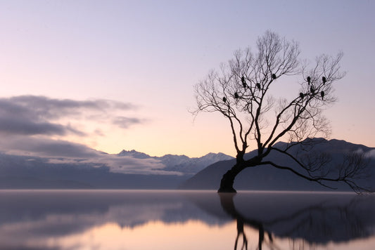 Bare tree birds
