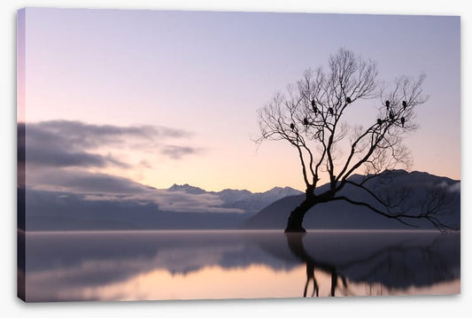 Bare tree birds