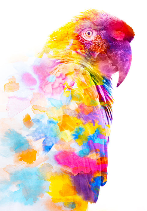 Party plumage II