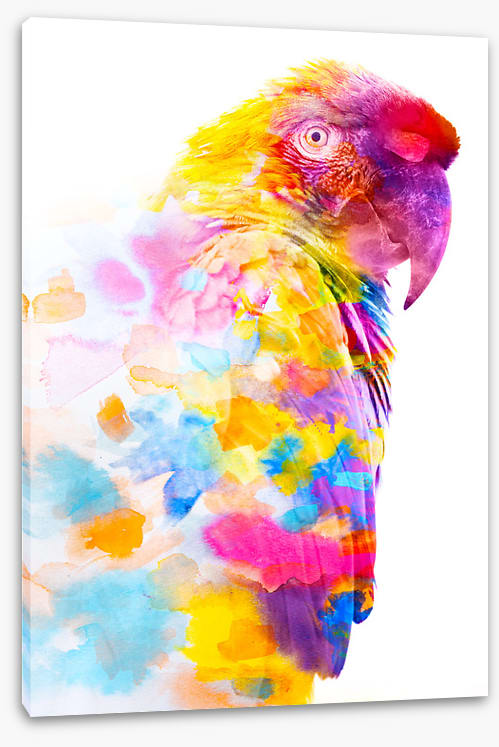 Party plumage II