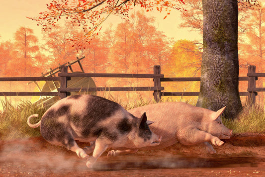 Animals