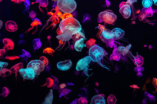 Neon jellies