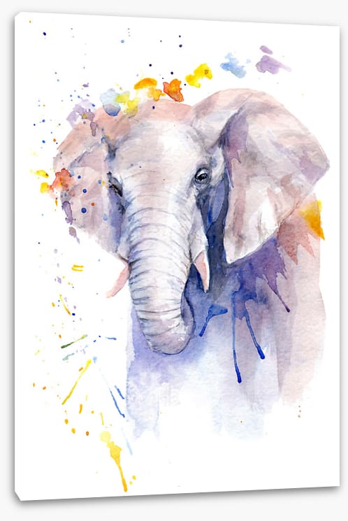Elephant aura