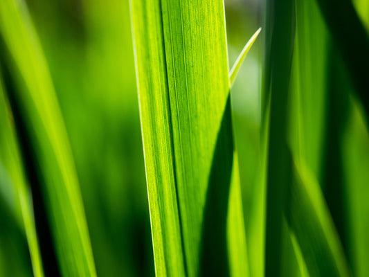 Leaves