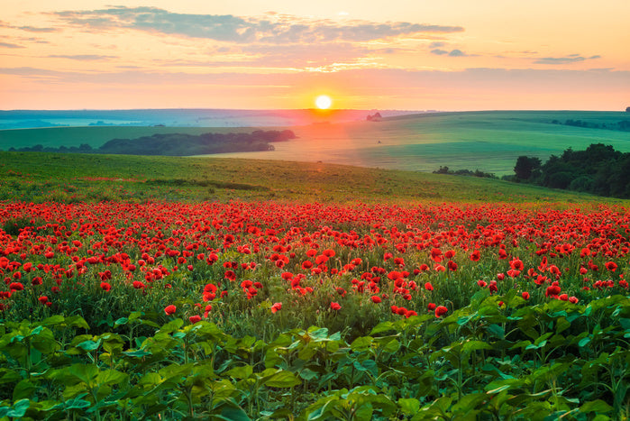The poppy patch