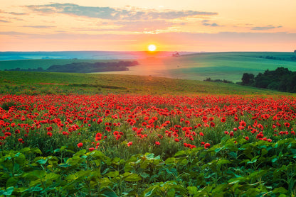 The poppy patch
