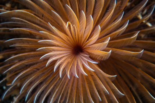 The feather duster