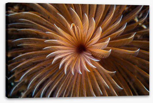 The feather duster