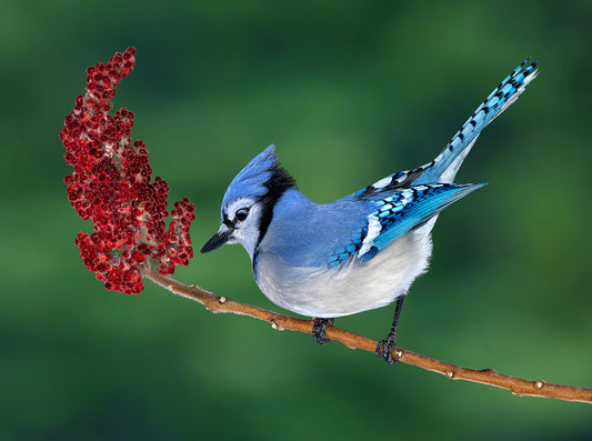Birds