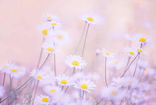Daisy daze