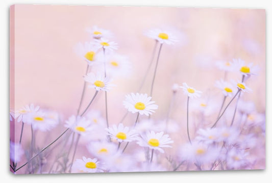 Daisy daze