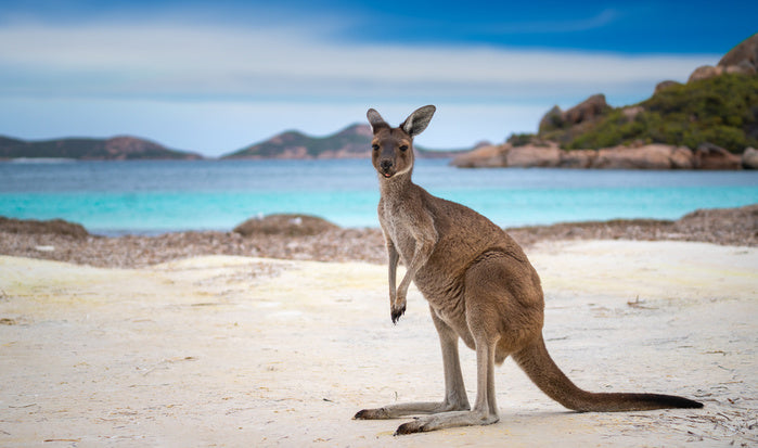 Lucky Bay kangaroo