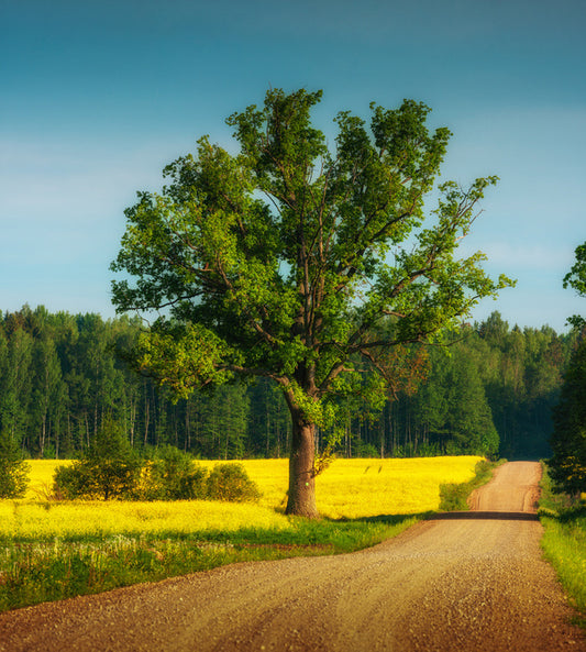 Past the old oak