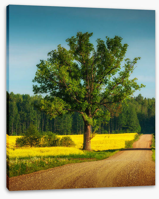 Past the old oak