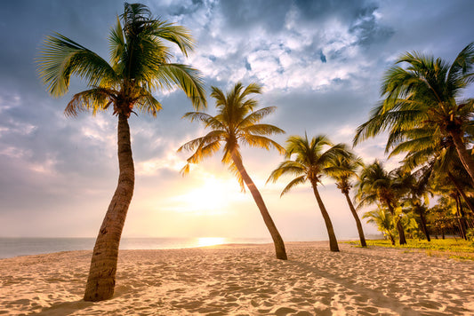 Coconut sunrise