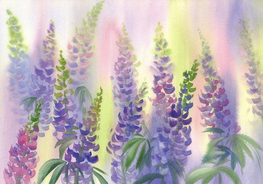 Wild lupine aquarelle