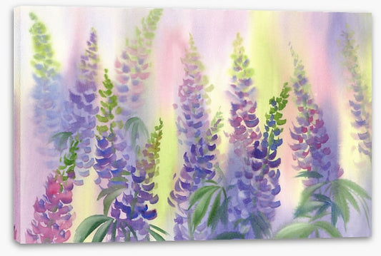 Wild lupine aquarelle