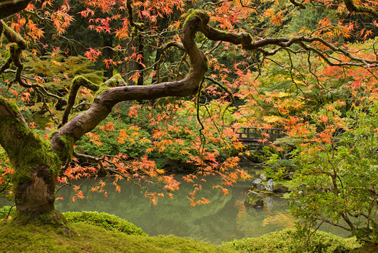 Behind the maple