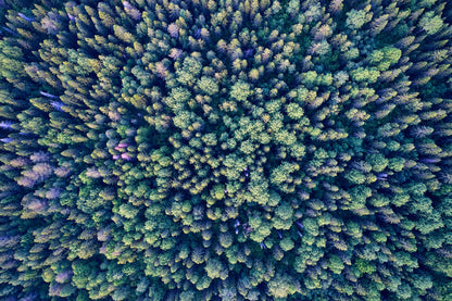 Abstract