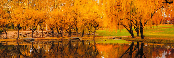Yarralumla yellows
