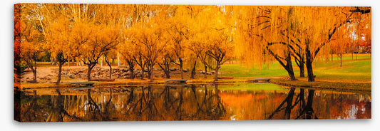 Yarralumla yellows