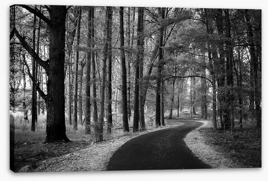 The winding path