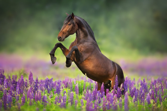 Joyful freedom