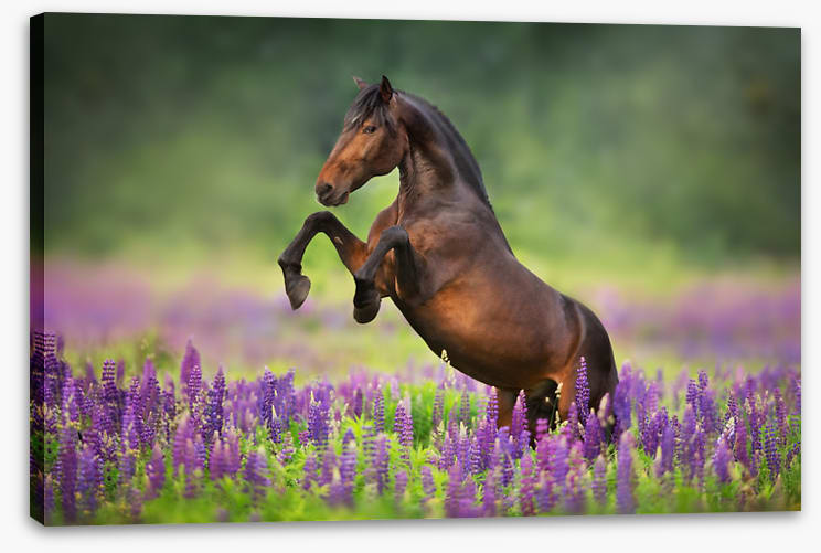 Joyful freedom