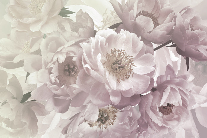 Peony blush