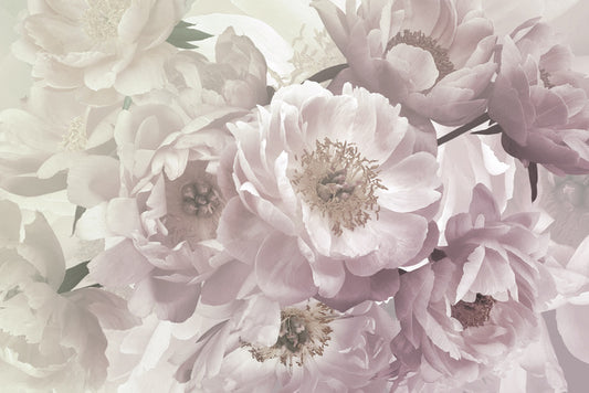 Peony blush
