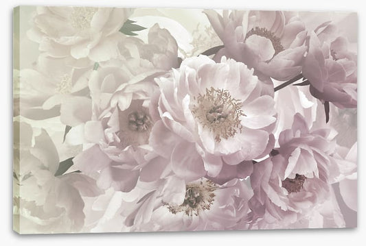 Peony blush