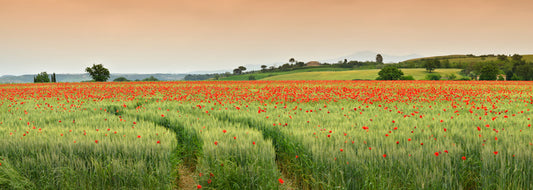 Meadows
