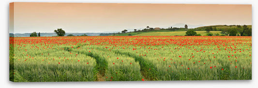 Meadows