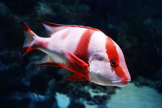 Red emperor snapper