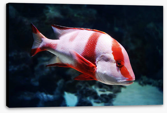 Red emperor snapper
