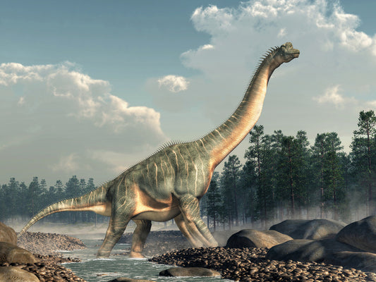 Brachiosaurus roam