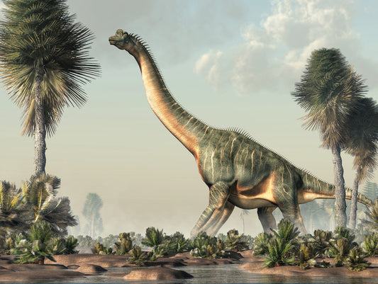Brachiosaurus browse