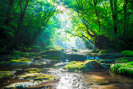 Forest river rays