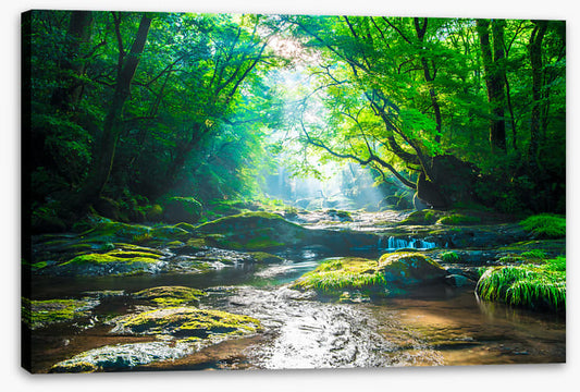 Forest river rays