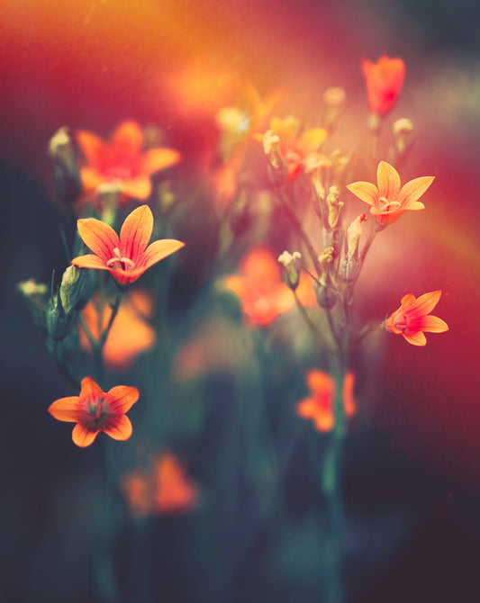 Meadows