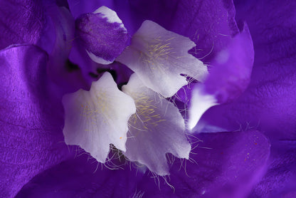 Delphinium