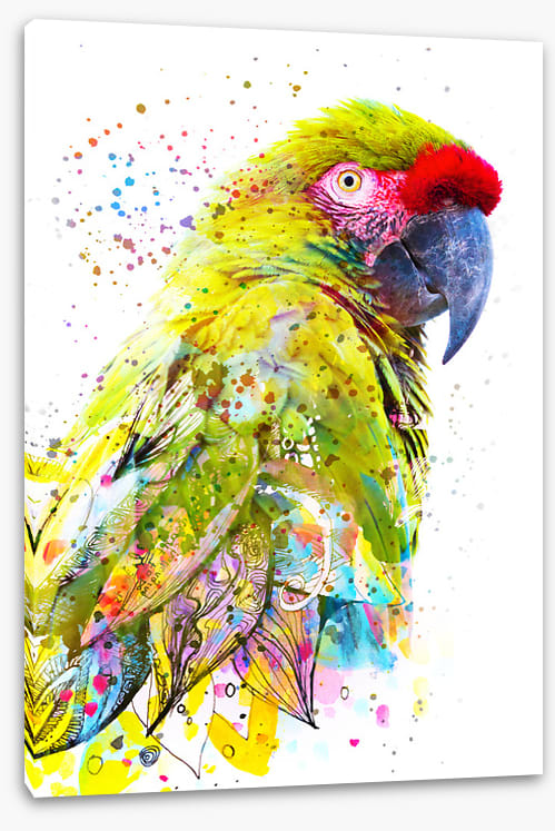 Party plumage I